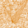 orange11.gif